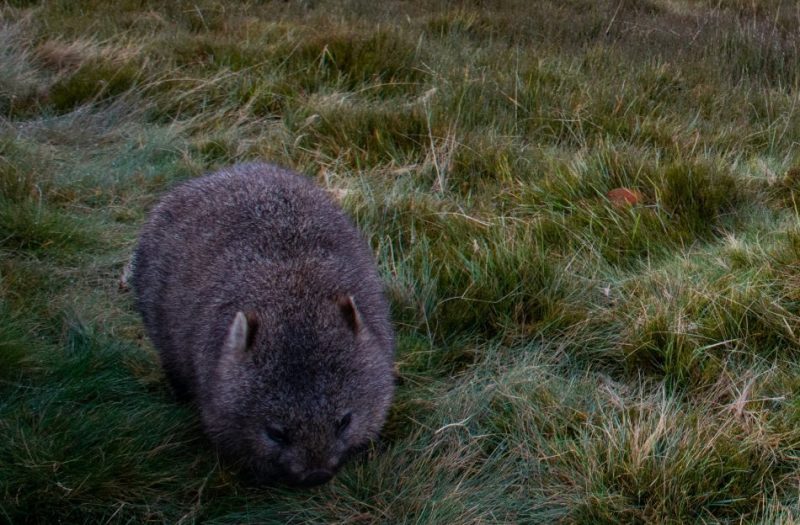 Wombat munching on grass